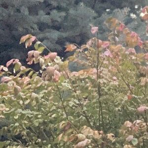 Meet your Posher, Zoe